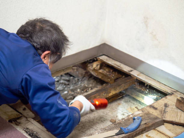 Best Black Mold Remediation in Loveland, OH